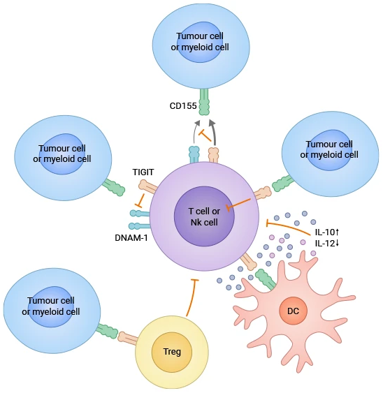 IMMUNE,OG2,THERAPY,CIT