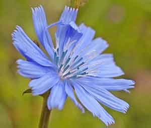 BACH CHICORY