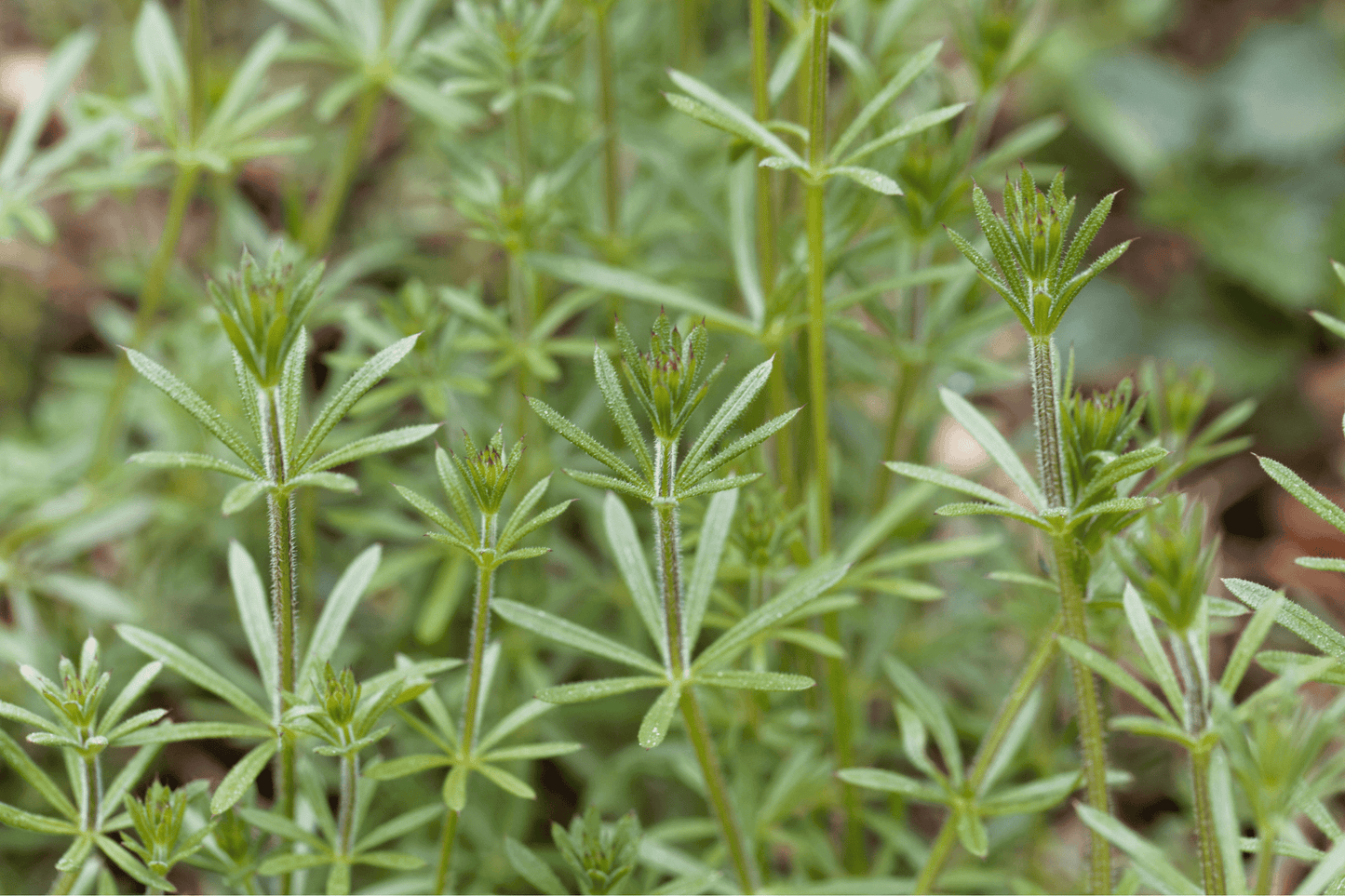HERB PHARM CLEAVERS