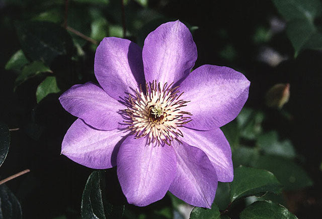 BACH CLEMATIS