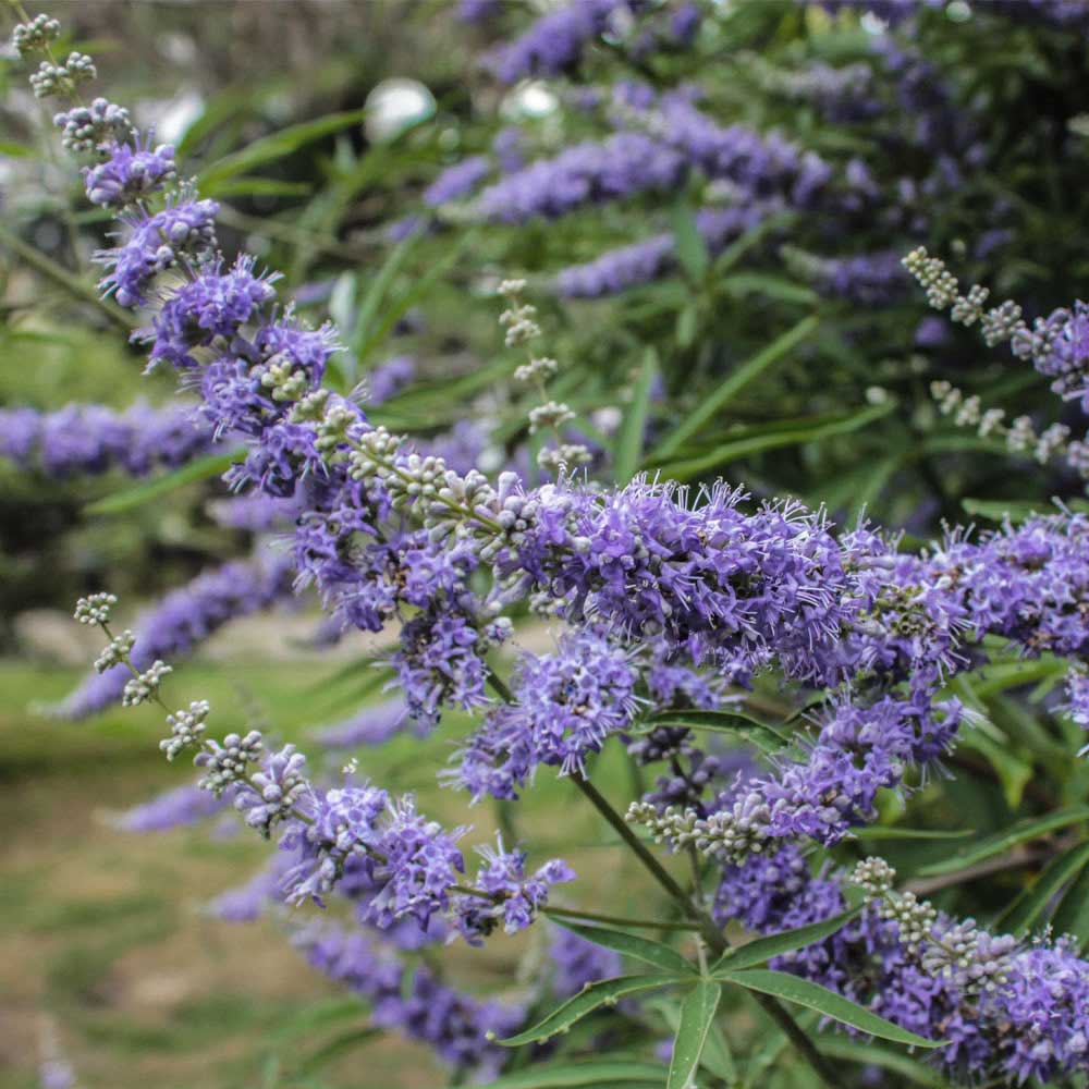 NATURE'S WAY VITEX(CHASTE TREE)