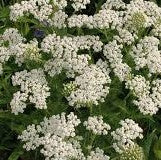 AF YARROW FLOWERS