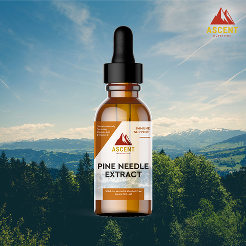 BIO NUTRITION HERBAL TEA,PINE NEEDLE
