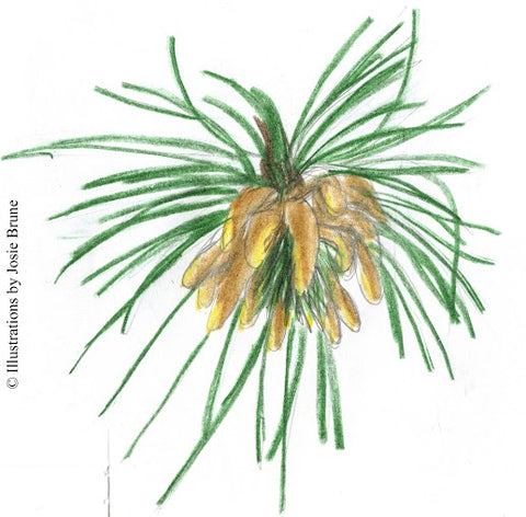 BACH PINE