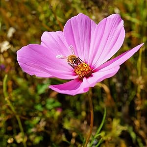 SUNFOOD BEE POLLEN,WILD CRAFTED
