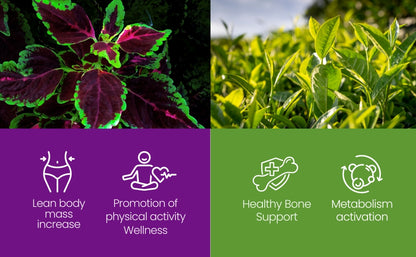 FORSKOLIN EXTRACT