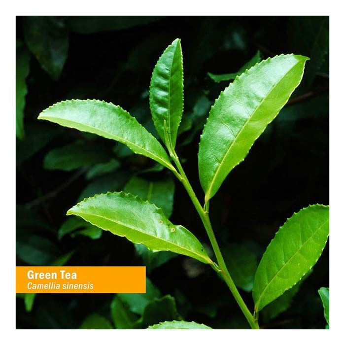HERB PHARM GREEN TEA HERB GLYCERITE
