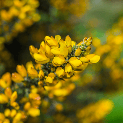 BACH GORSE