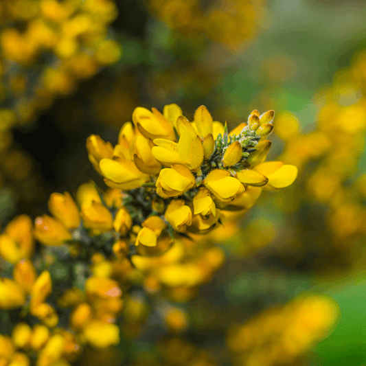 BACH GORSE
