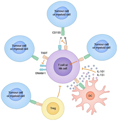 IMMUNE,OG2,THERAPY,CIT