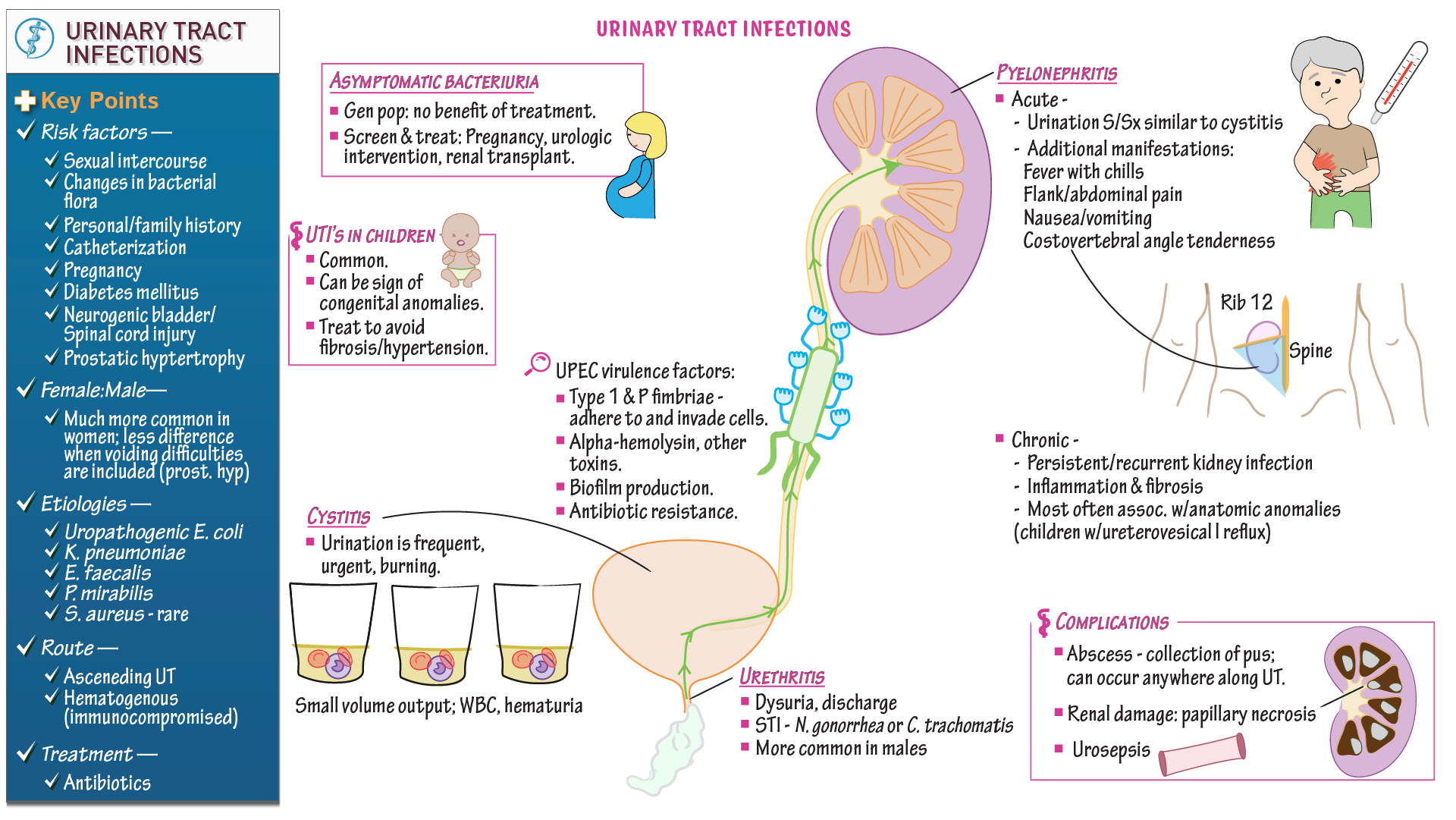 LDR URINARY TRACT CRBRY TB 50CPLT