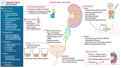 LDR URINARY TRACT CRBRY TB 50CPLT