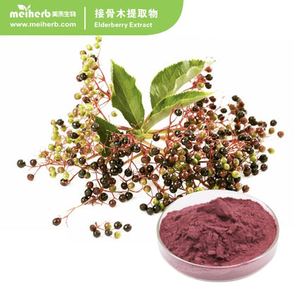 BLACK ELDERBERRY EXTRACT