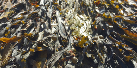 COND,NATURAL SEA KELP
