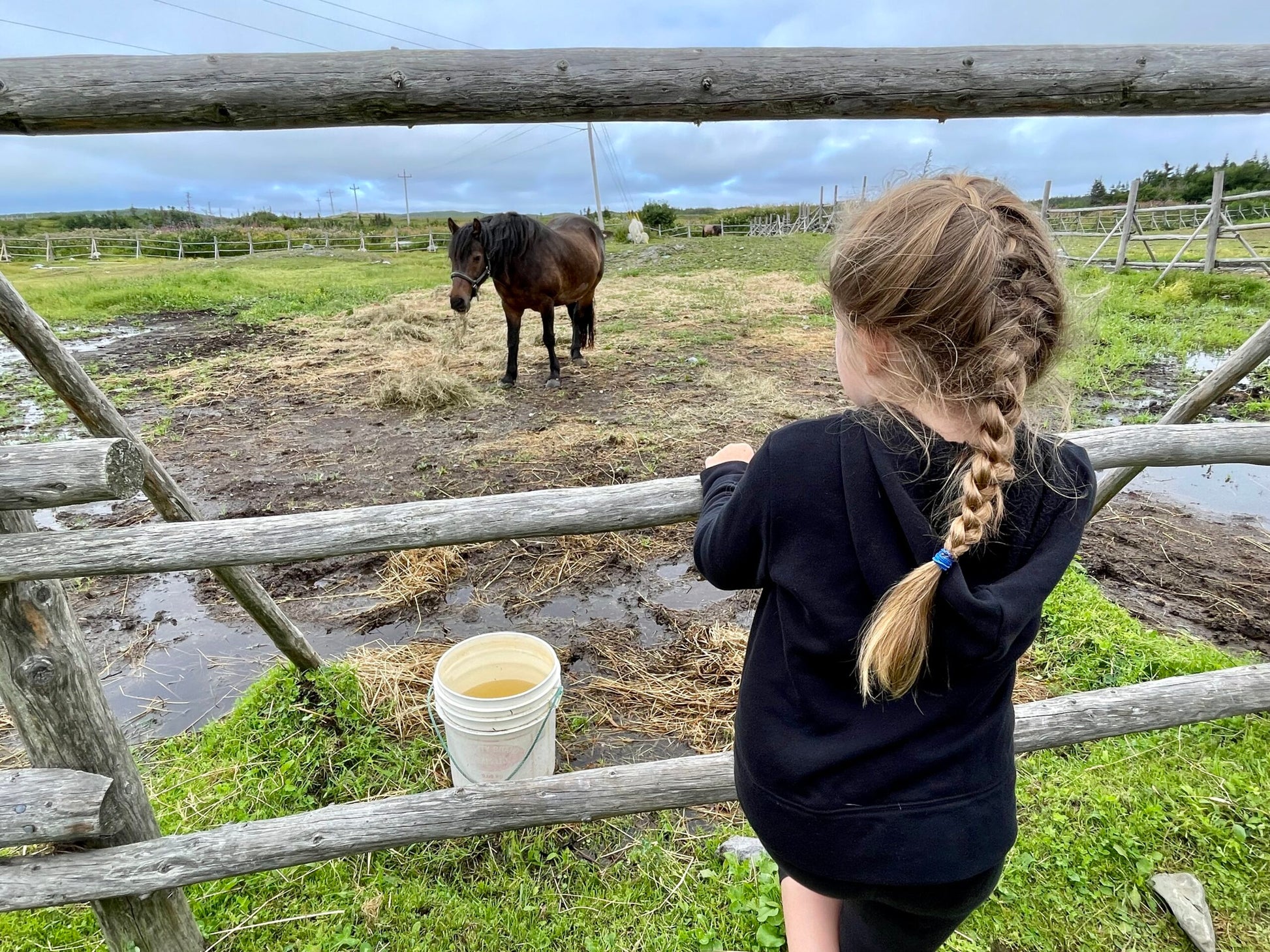 PRECIOUS PONIES