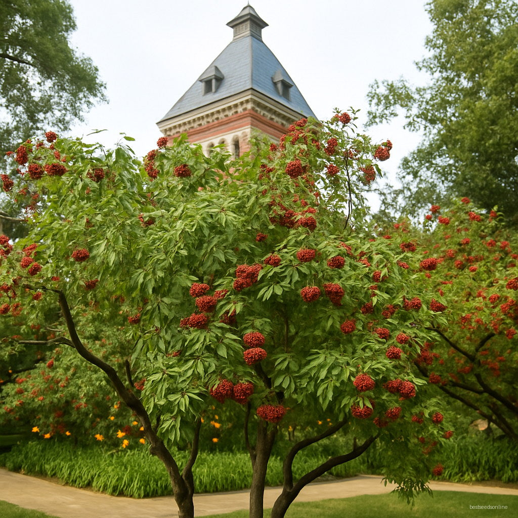 SAMBUCUS ELDBRY CW 60 GMM
