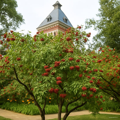 SAMBUCUS ELDBRY CW 60 GMM