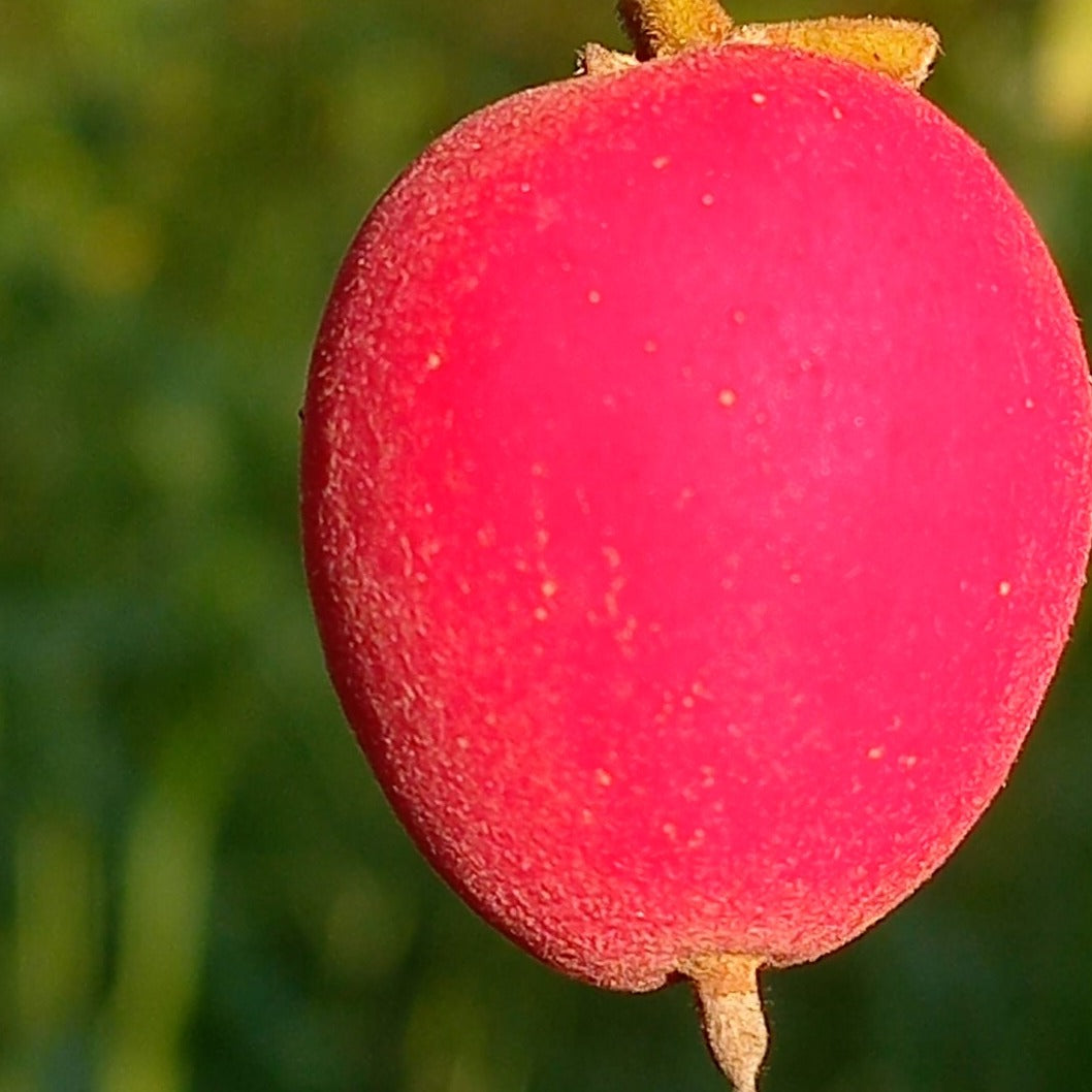 PLANTFUSION,RED VELVET