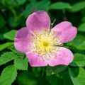 BACH WILD ROSE