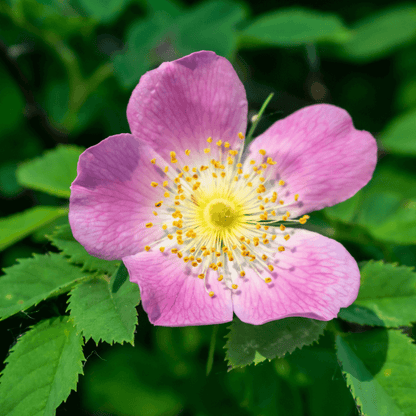BACH WILD ROSE