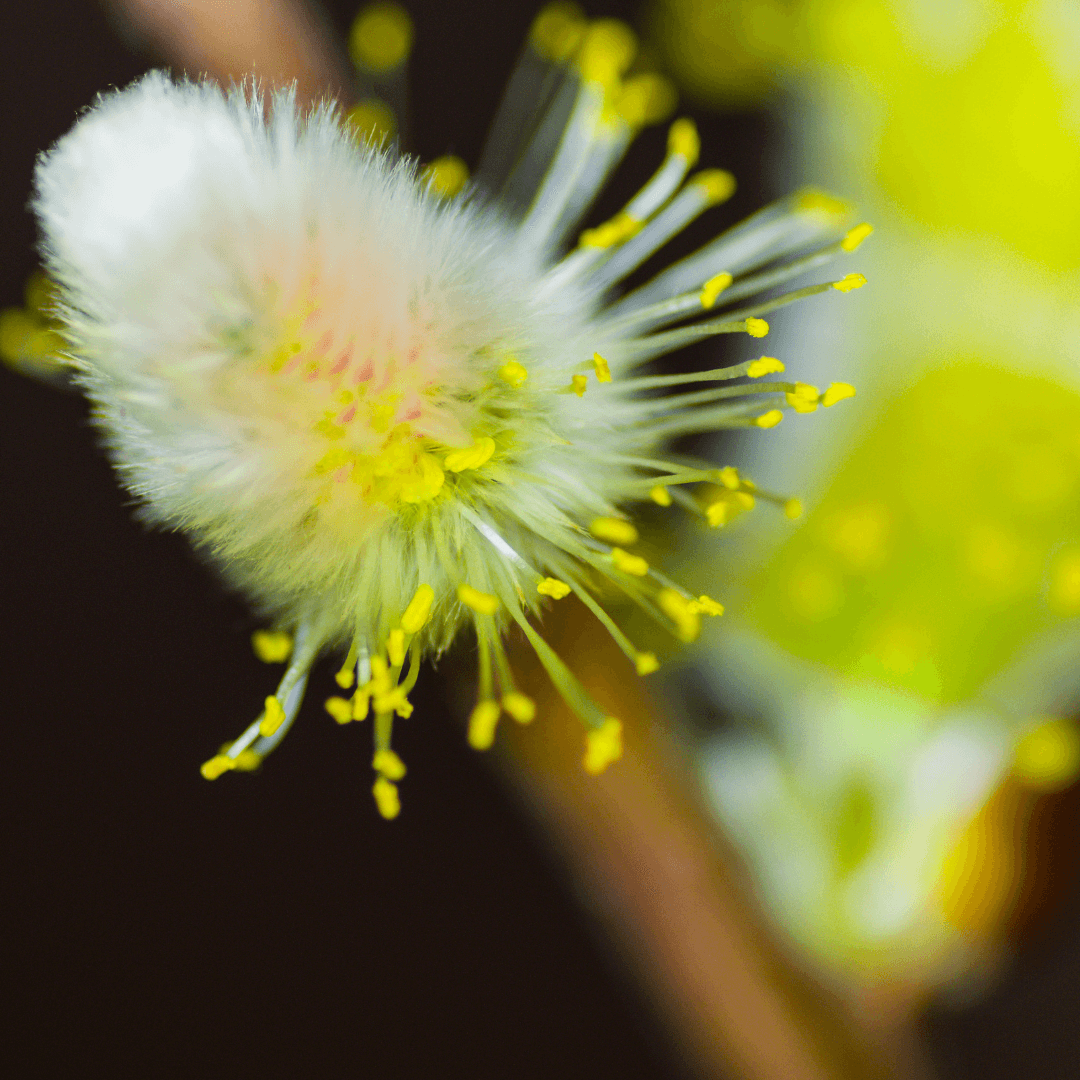 BACH WILLOW