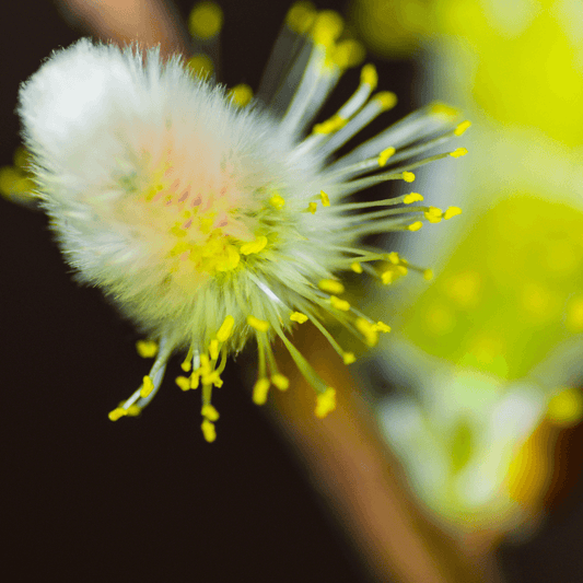 BACH WILLOW