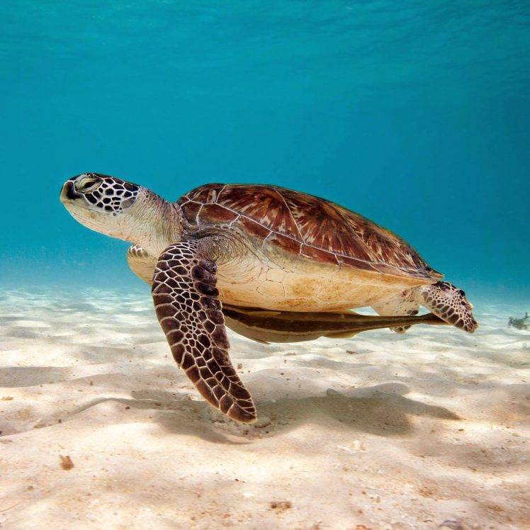 SAND ANIMALS SEA LIFE