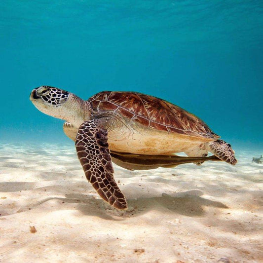 SAND ANIMALS SEA LIFE