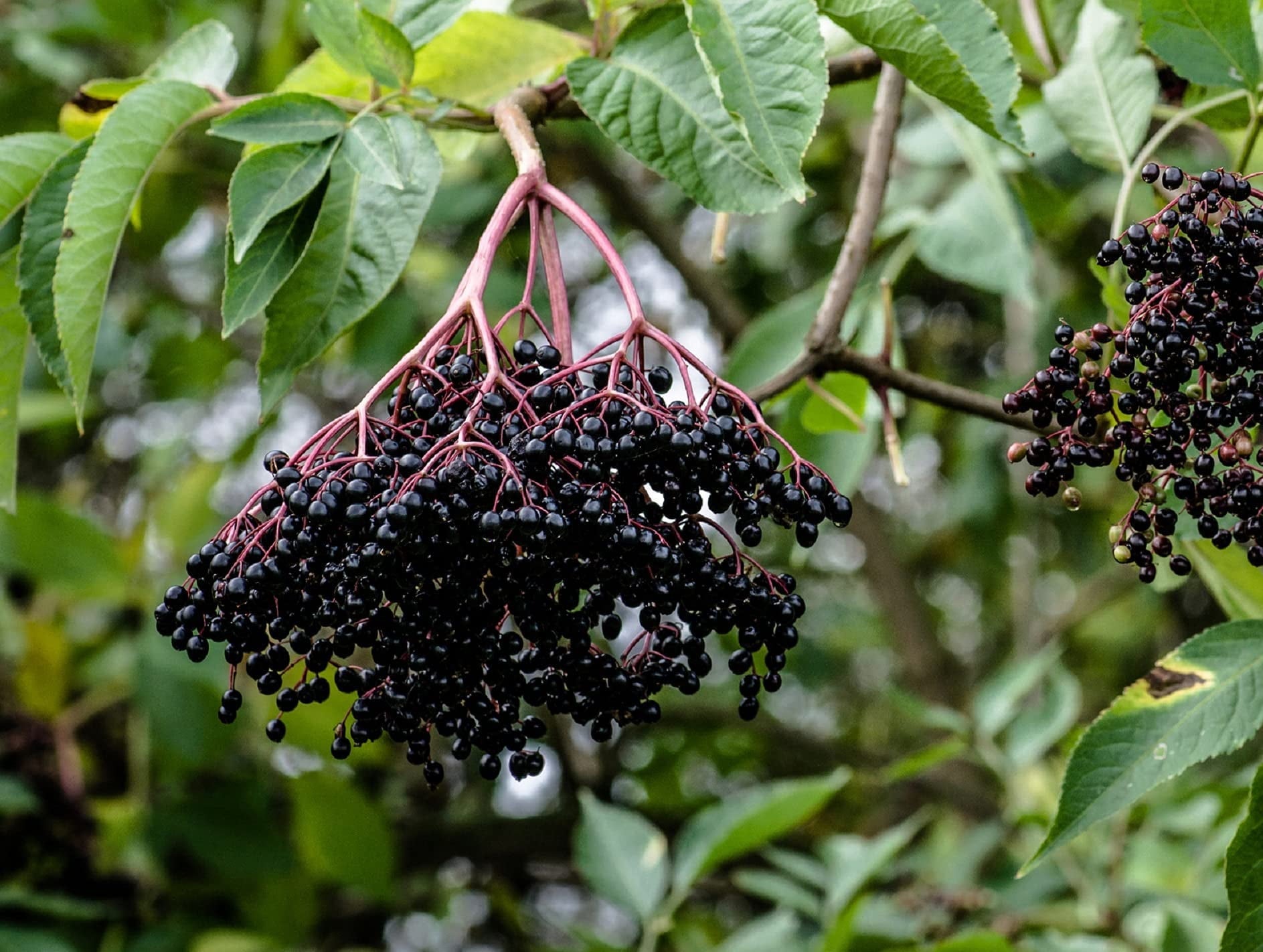 NT BLACK ELDERBERRY CW 50 BRY GMM