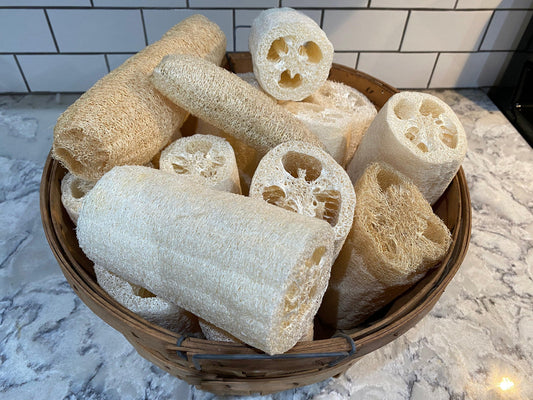 LOOFAH SPONGE,PLNT BSD