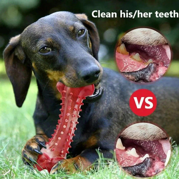 CHEW/CLEAN DENTAL LG DOG TOY D