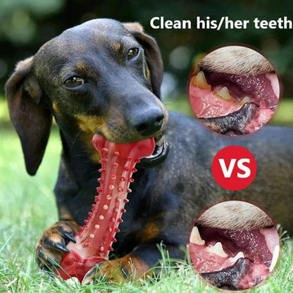 CHEW/CLEAN DENTAL LG DOG TOY D