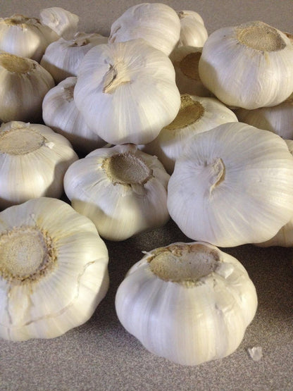 NATURE'S ANSWER GARLIC BULB