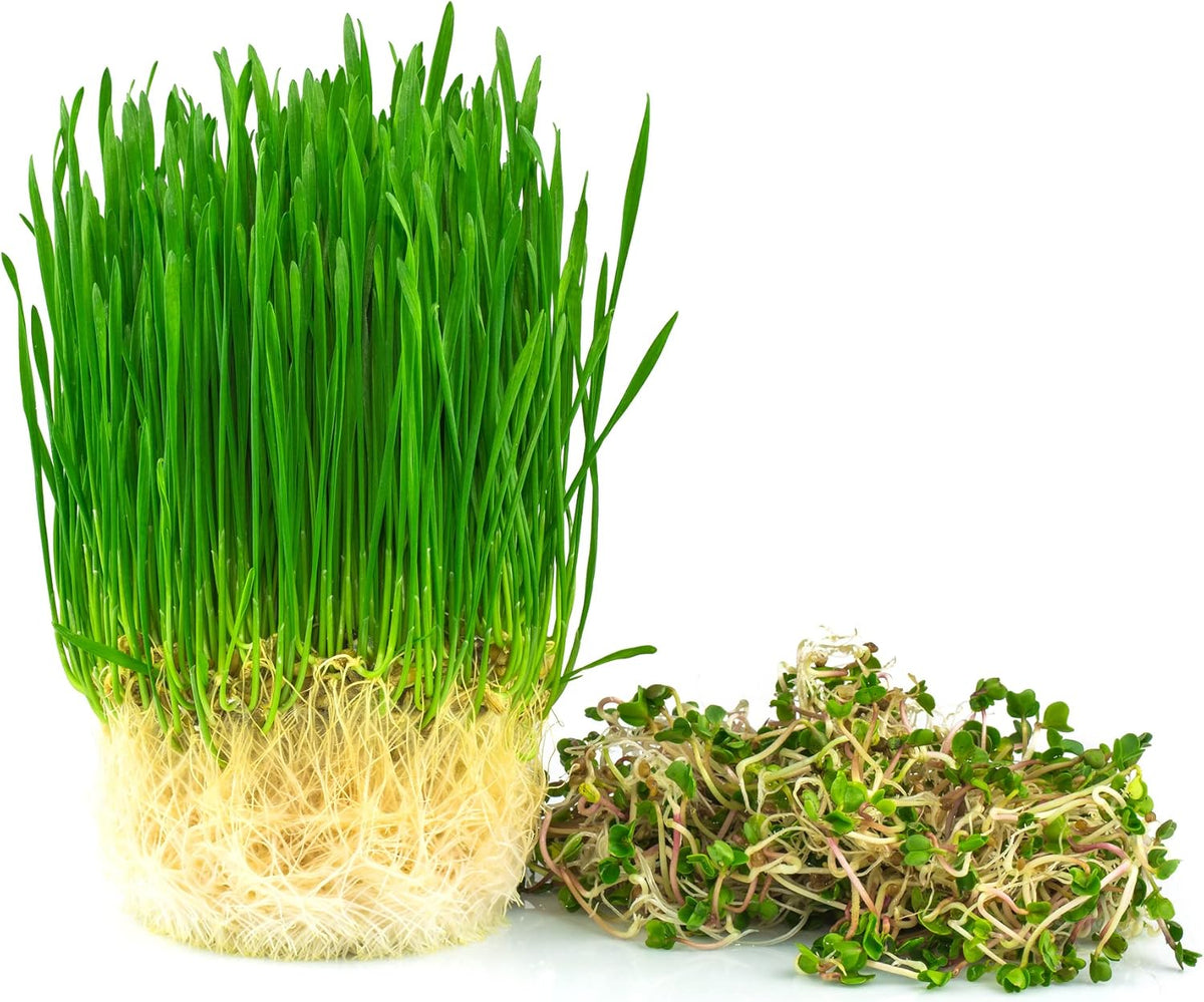 WHEATGRASS PWDR,OG2,SPRFD