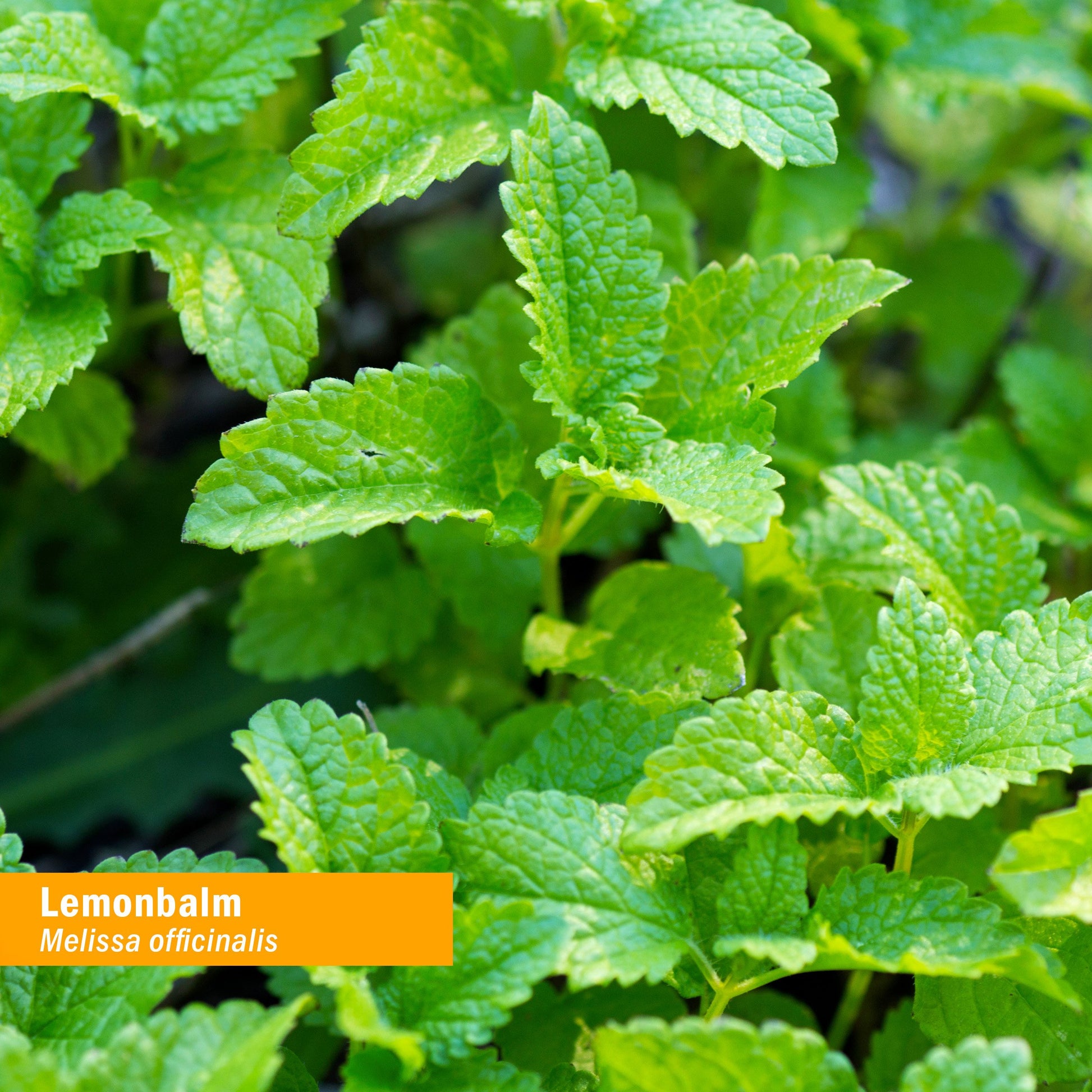 HERB PHARM LEMON BALM GLYCERITE,OG2