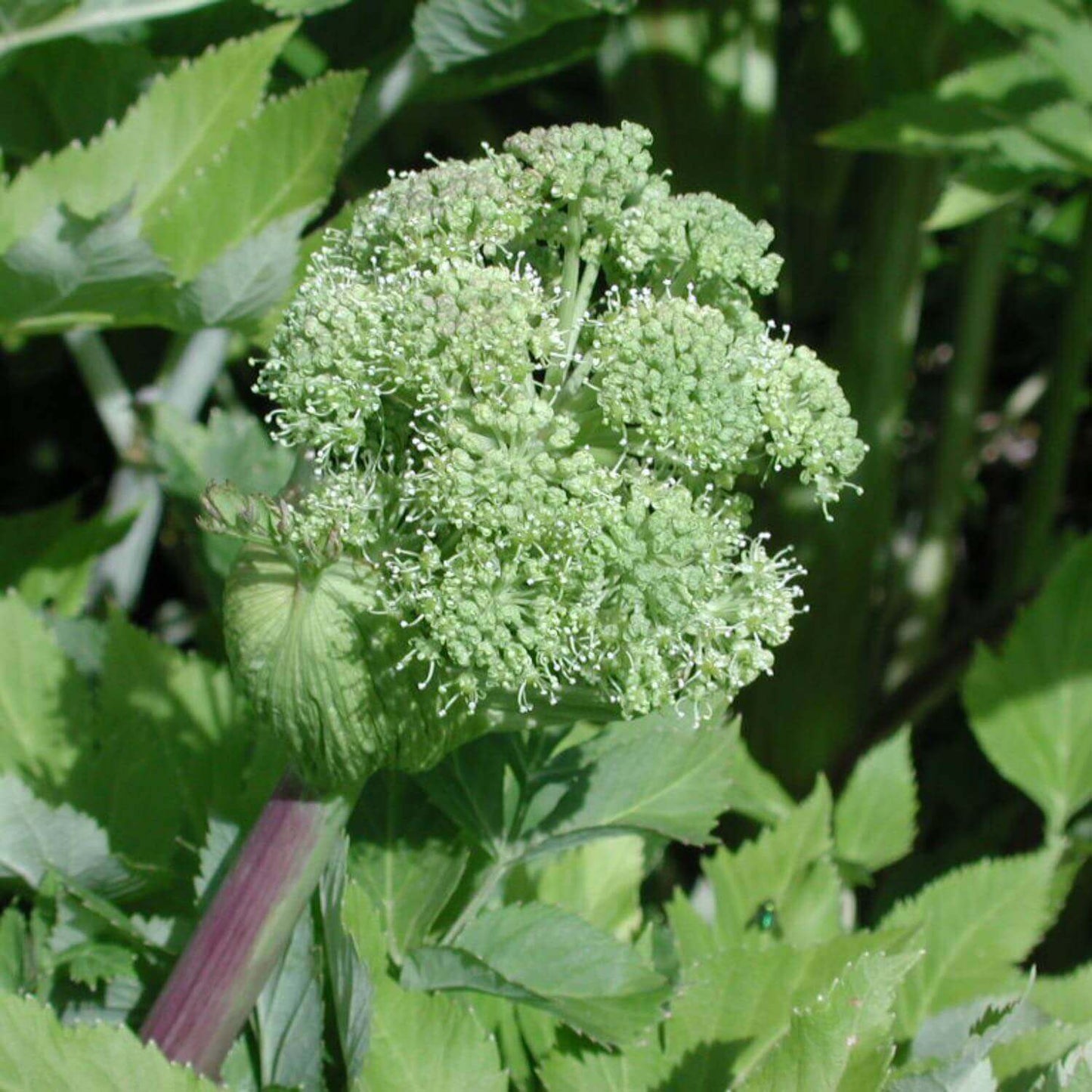 HERB PHARM ANGELICA