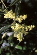 BACH OLIVE