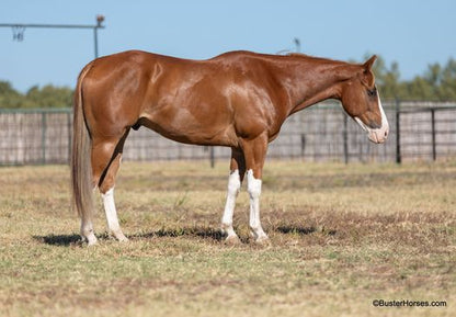 BLUE RIBBN CHAMP DLX HORSE AST
