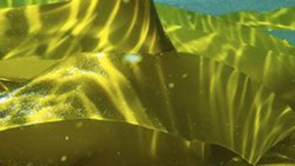 CURLS GREEN SEA KELP HR SHMP 8Z