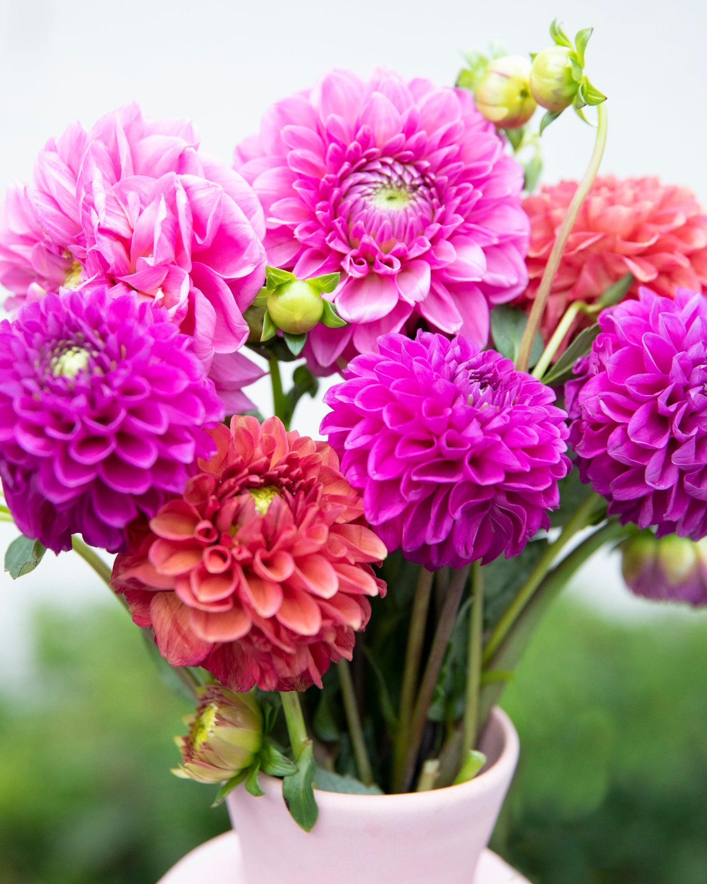 5 SHADE PLT EYE DELIGHT DAHLIA
