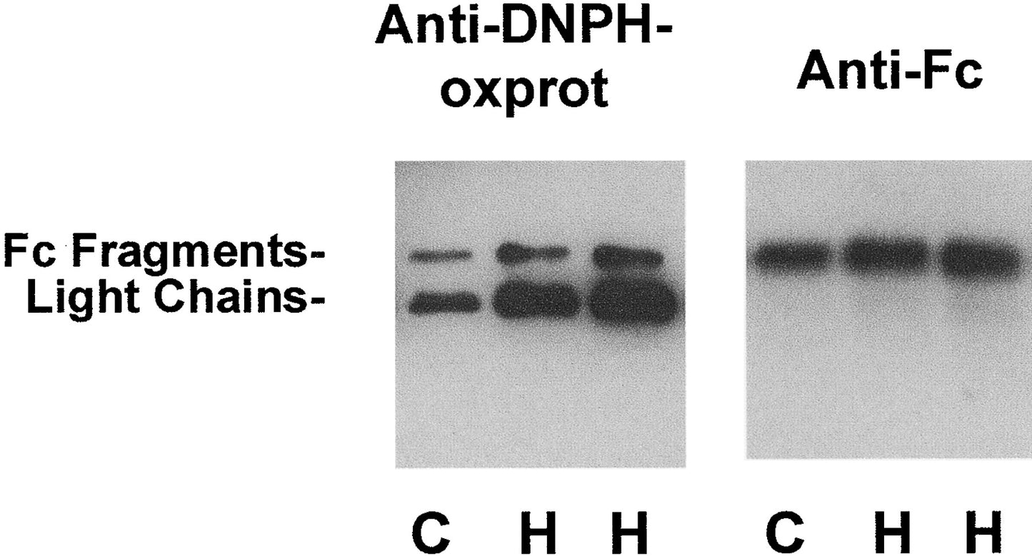 IMMUNE,OG2,THERAPY,CIT