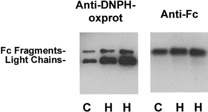 IMMUNE,OG2,THERAPY,CIT