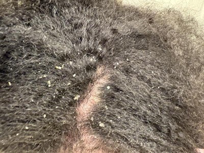 Carol's Daughter Goddess Strength Fortifying Shampoo With Castor Oil