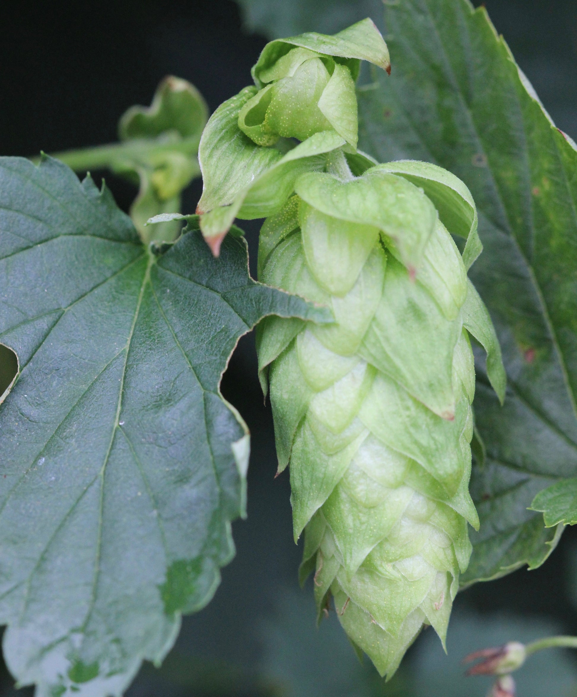NATURE'S ANSWER HOPS STROBILE