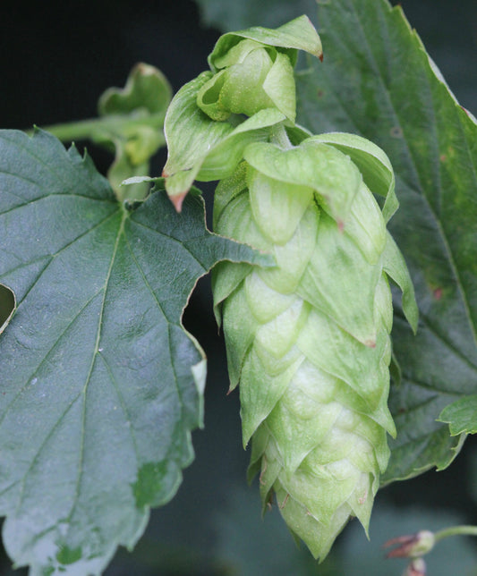 NATURE'S ANSWER HOPS STROBILE