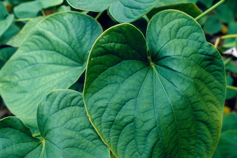 HERB PHARM HYDRANGEA ROOT EXT LQ