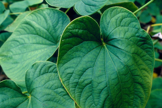 HERB PHARM HYDRANGEA ROOT EXT LQ