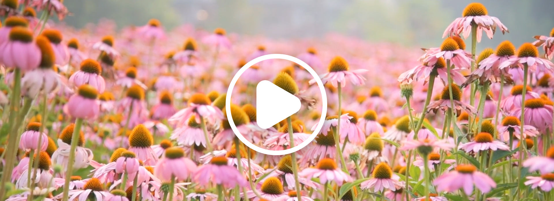 HERB PHARM SUPER ECHINACEA EXTRACT