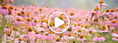 HERB PHARM SUPER ECHINACEA EXTRACT