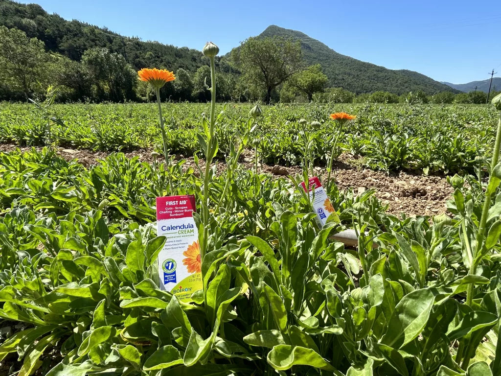 BOIRON CALENDULA CREAM